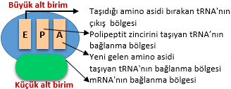Ribozomun yapısı